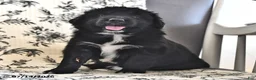Mixed Breed dogs for sale: Tiny - Ad 4