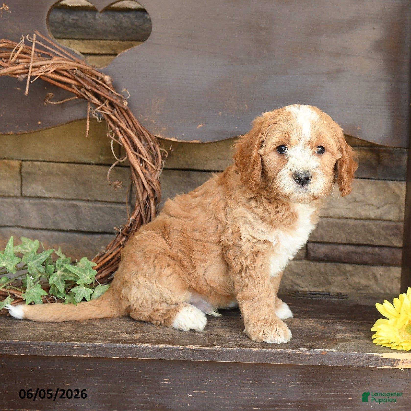 Mini Goldendoodle dogs Marley - Ad 2