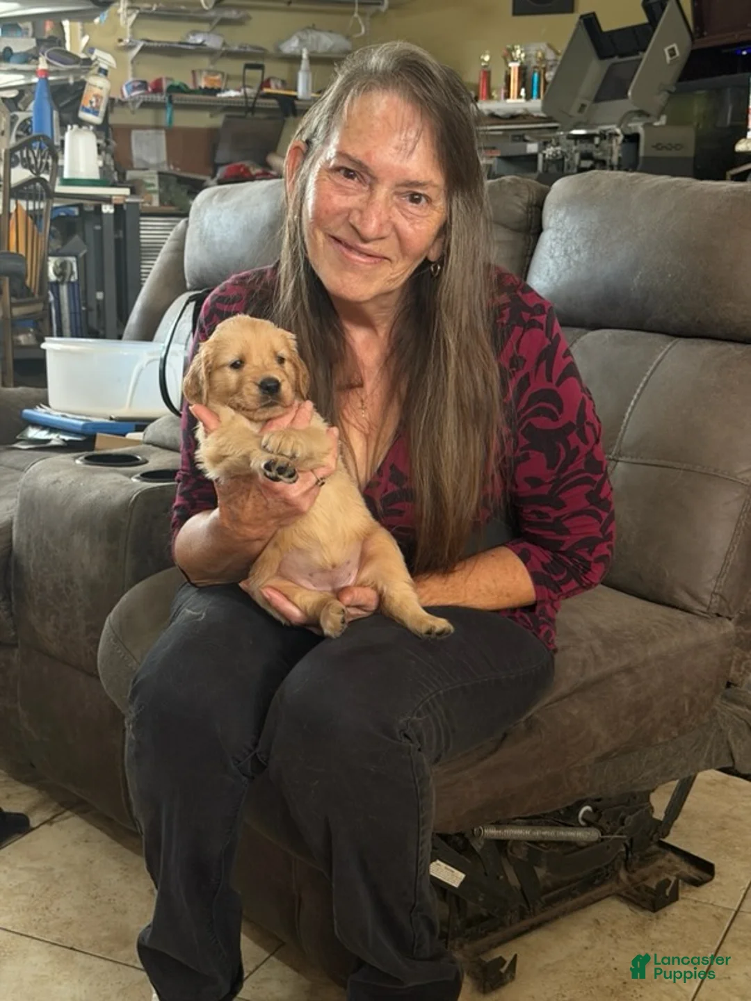 Golden Retriever dogs for sale: Golden Retriever Boy 2 - Ad 1