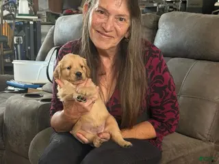 Golden Retriever dogs for sale: Golden Retriever Boy 2 - Ad 1