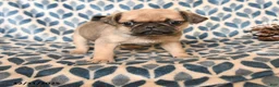 Pug dogs for sale: Captain - Ad 2