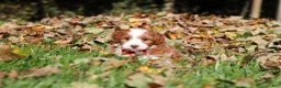 Cavapoo dogs for sale: Myles - Ad 9