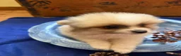 Pomeranian dogs for sale: Pomeranian 1 Kip - Ad 3