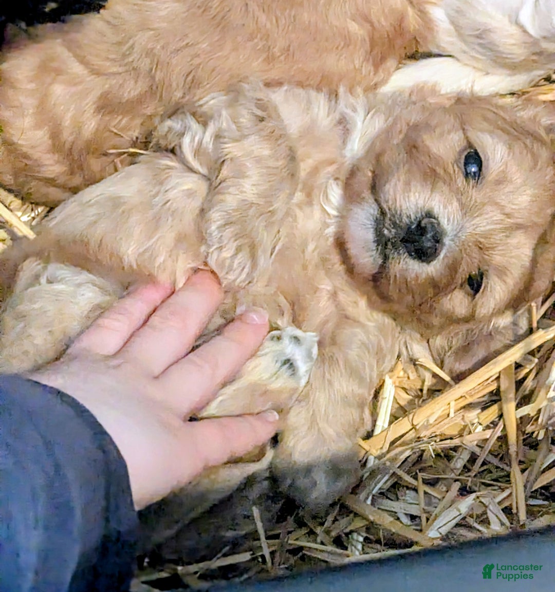 Mixed Breed dogs for sale: Cosmo - Ad 7