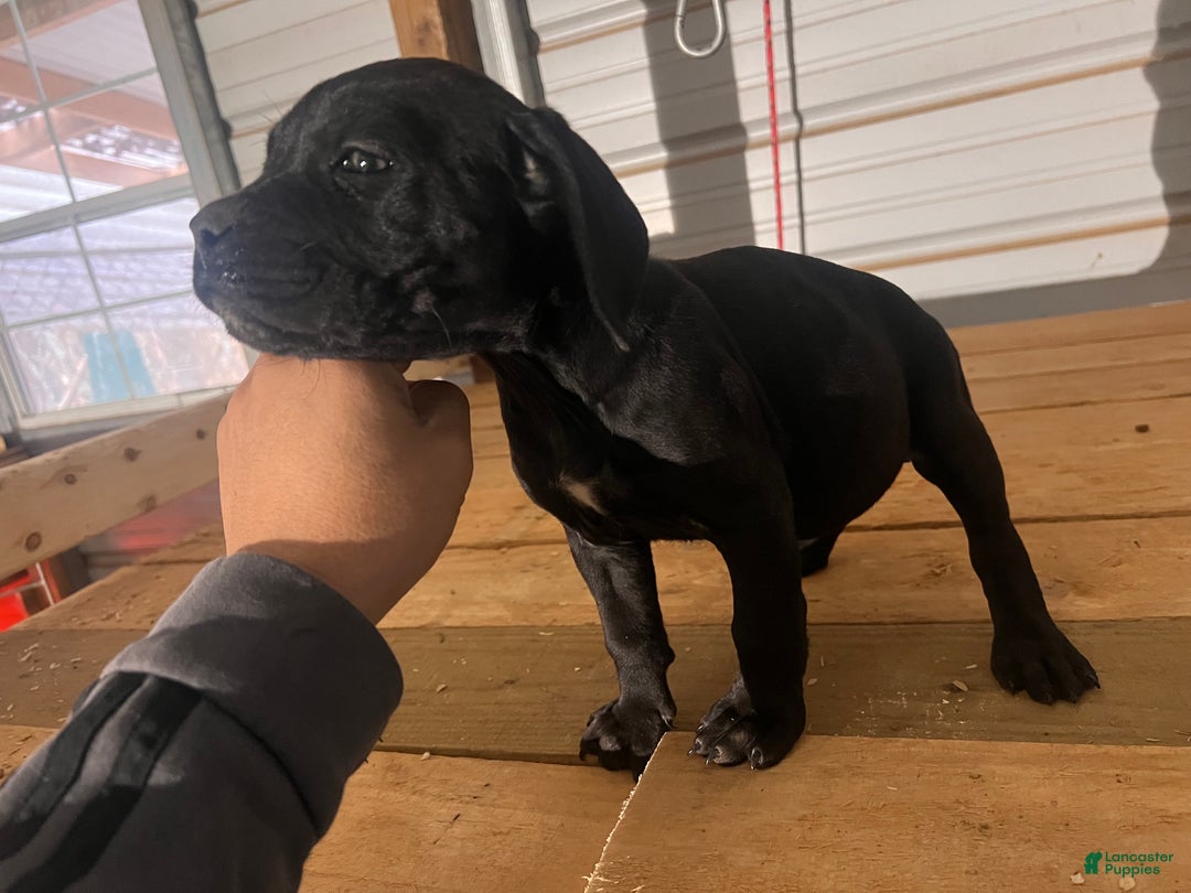 Cane Corso dogs for sale: Cane Corso Puppy 4 - Ad 1