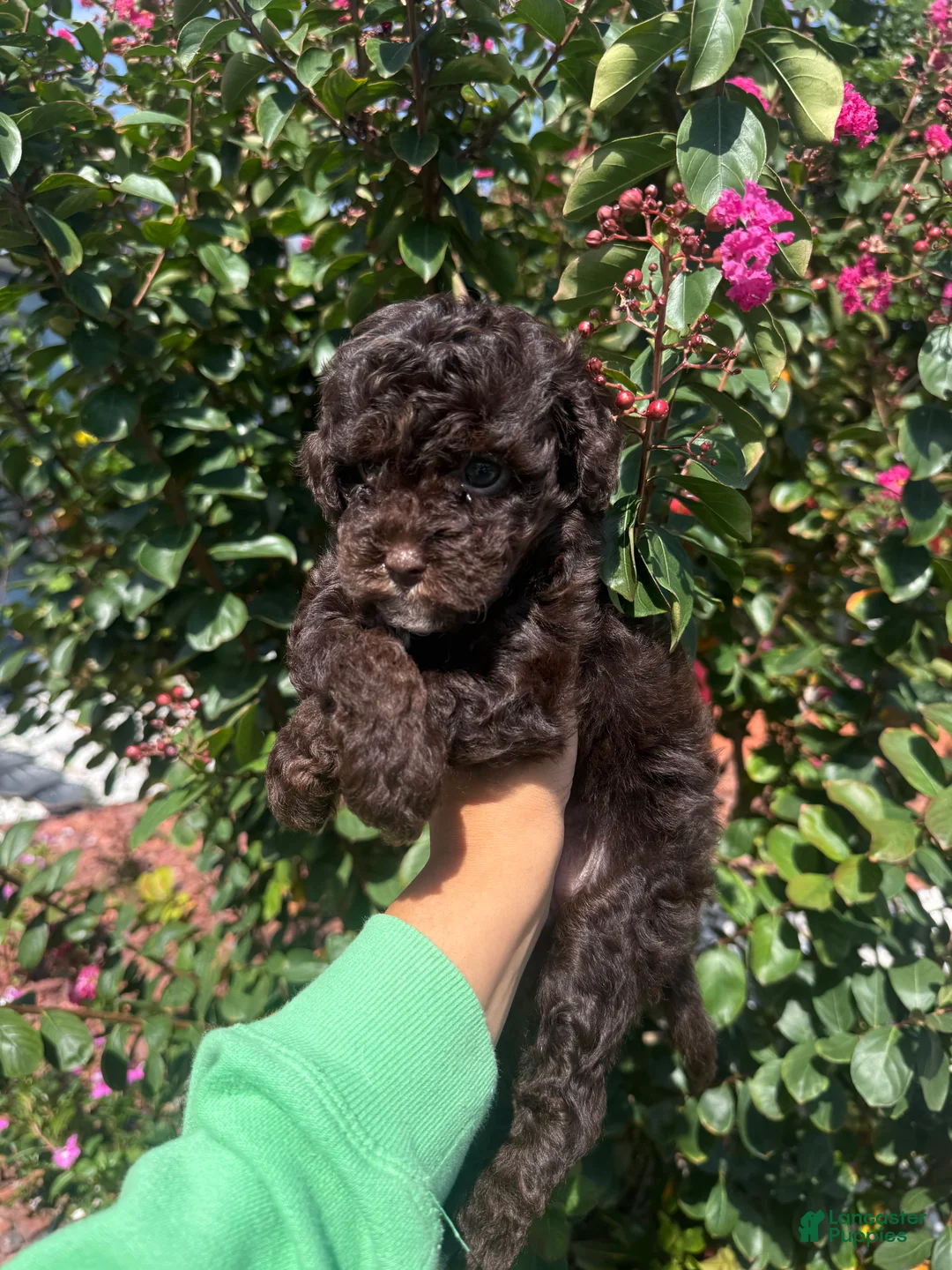 Cavapoo dogs for sale: Choco - Ad 2