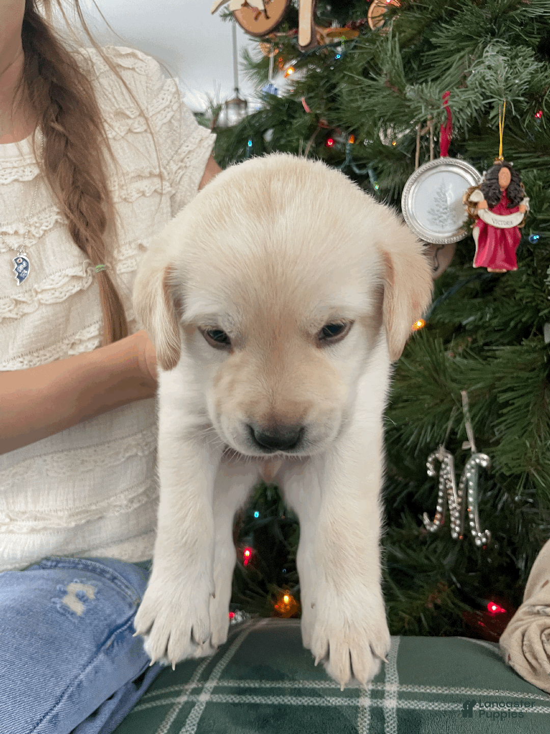 Labrador Retriever dogs for sale: Algonquin-red collar - Ad 5