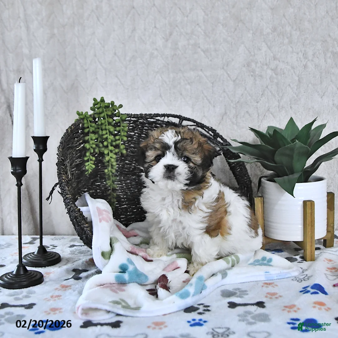 Shihpoo dogs for sale: Ariel  - Ad 3