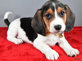 Beagle dogs Johnson - Ad 20