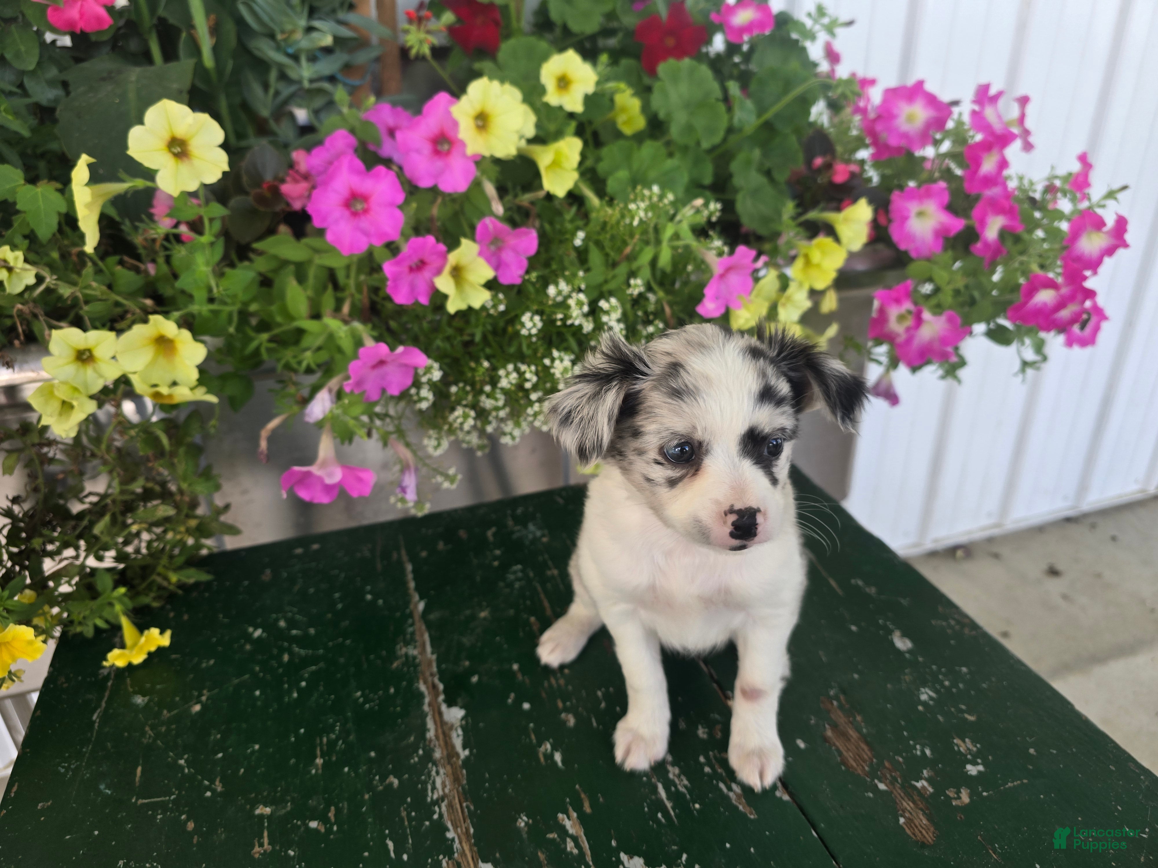 Chihuahua dogs Beauty  - Ad 1