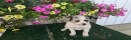 Chihuahua dogs for sale: Beauty  - Ad 1