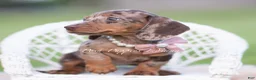 Miniature Dachshund dogs for sale: Cookie AKC - Ad 4