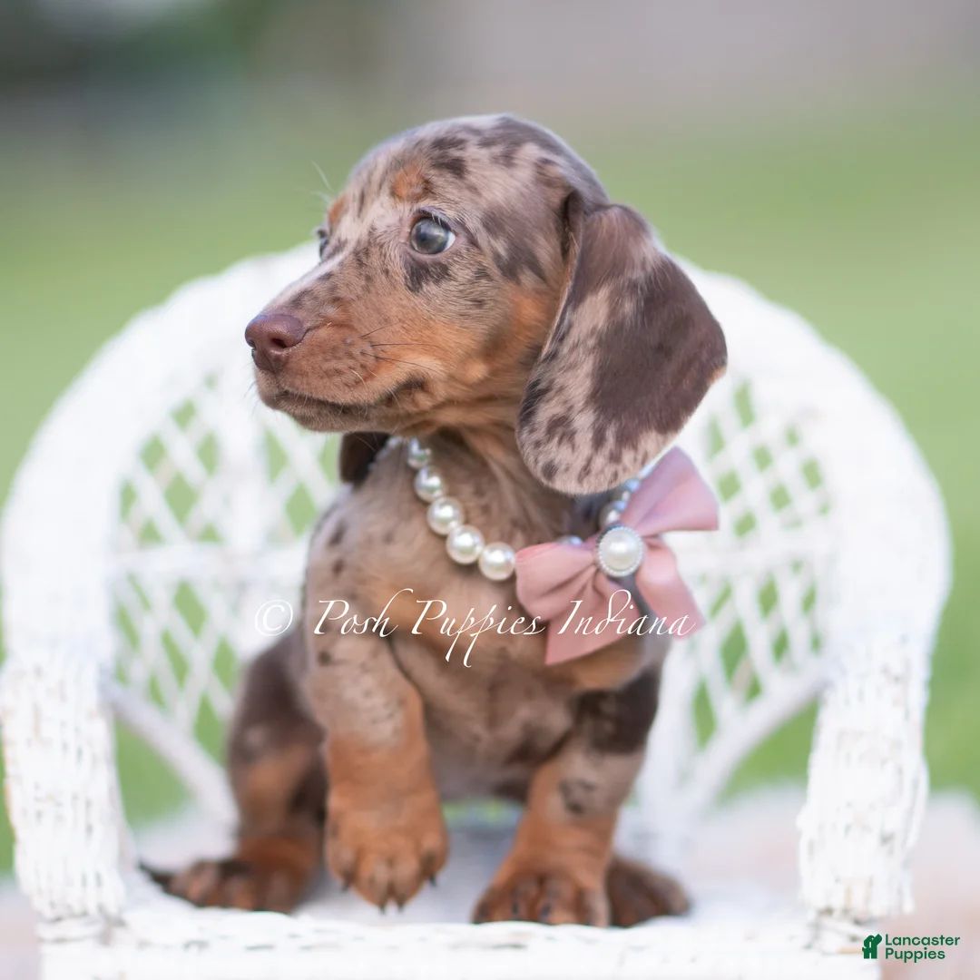 Miniature Dachshund dogs for sale: Cookie AKC - Ad 4