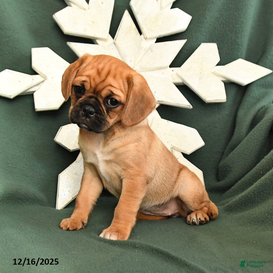 Mixed Breed dogs for sale: Ruby - Ad 2