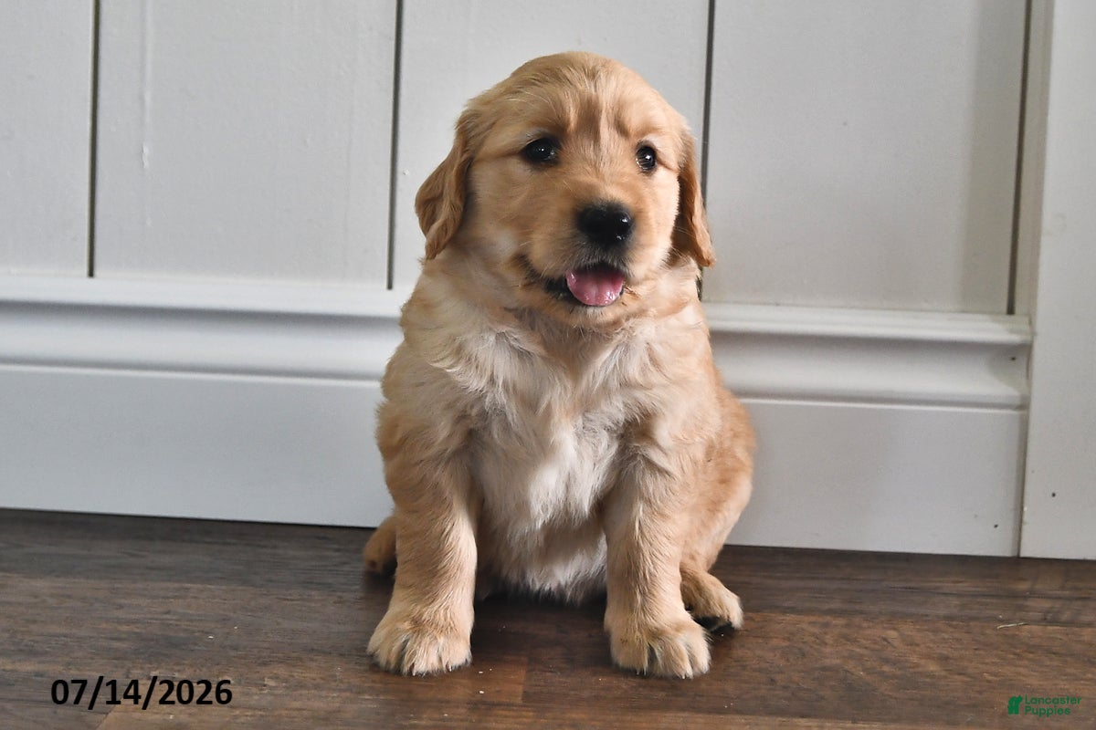 Mixed Breed dogs Toddie - Ad 1