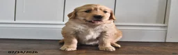 Mixed Breed dogs for sale: Toddie - Ad 1