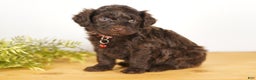 Portuguese Water Dog dogs for sale: Scott - Ad 1