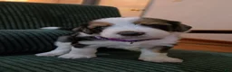 Bernedoodle dogs for sale: Bernedoodle 9 Purple collar  - Ad 5
