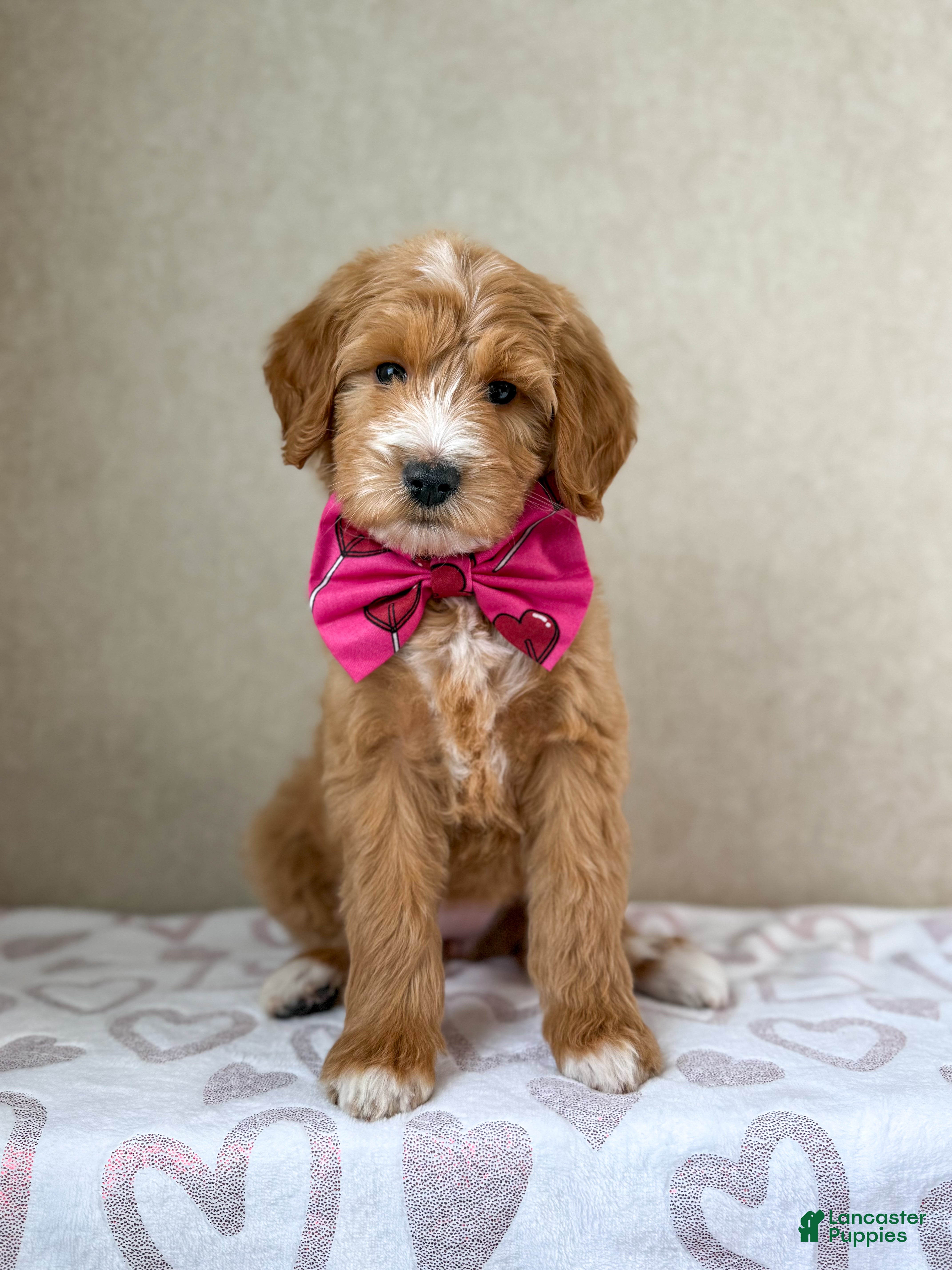 Goldendoodle dogs Coco - Ad 37