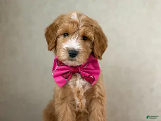 Goldendoodle dogs Coco - Ad 37