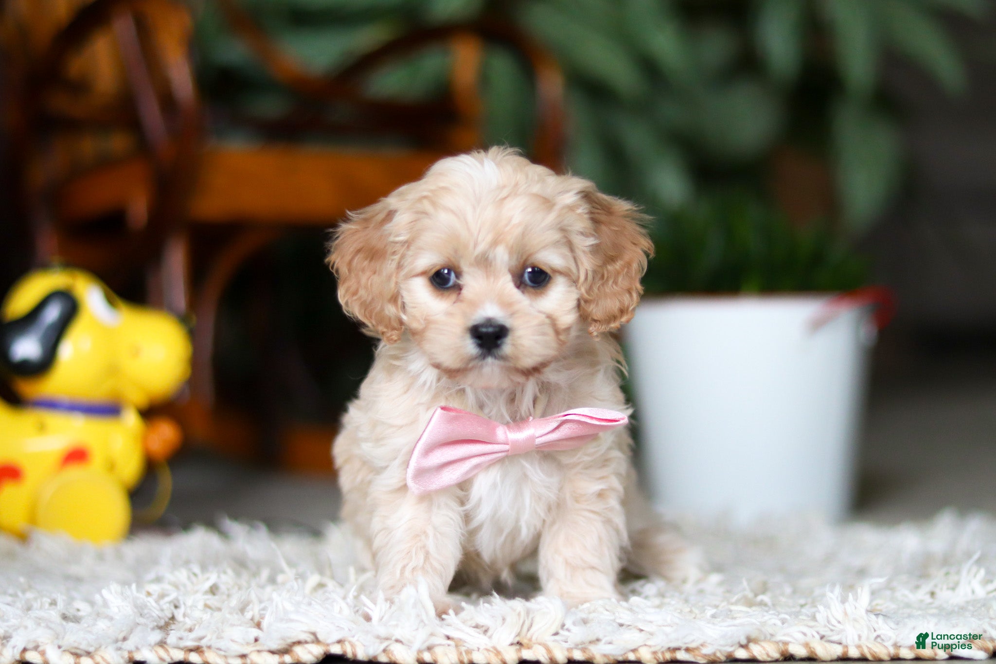 Cavapoo dogs Rhonda - Ad 15