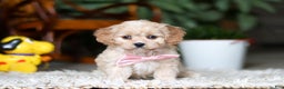 Cavapoo dogs for sale: Rhonda - Ad 1