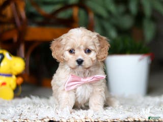 Cavapoo dogs for sale: Rhonda - Ad 1