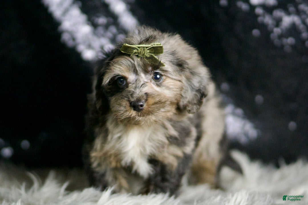 Yorkiepoo dogs for sale: Mario - Ad 4