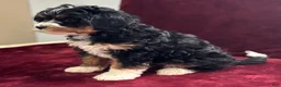 Mini Bernedoodle dogs for sale: Sassy - Ad 5