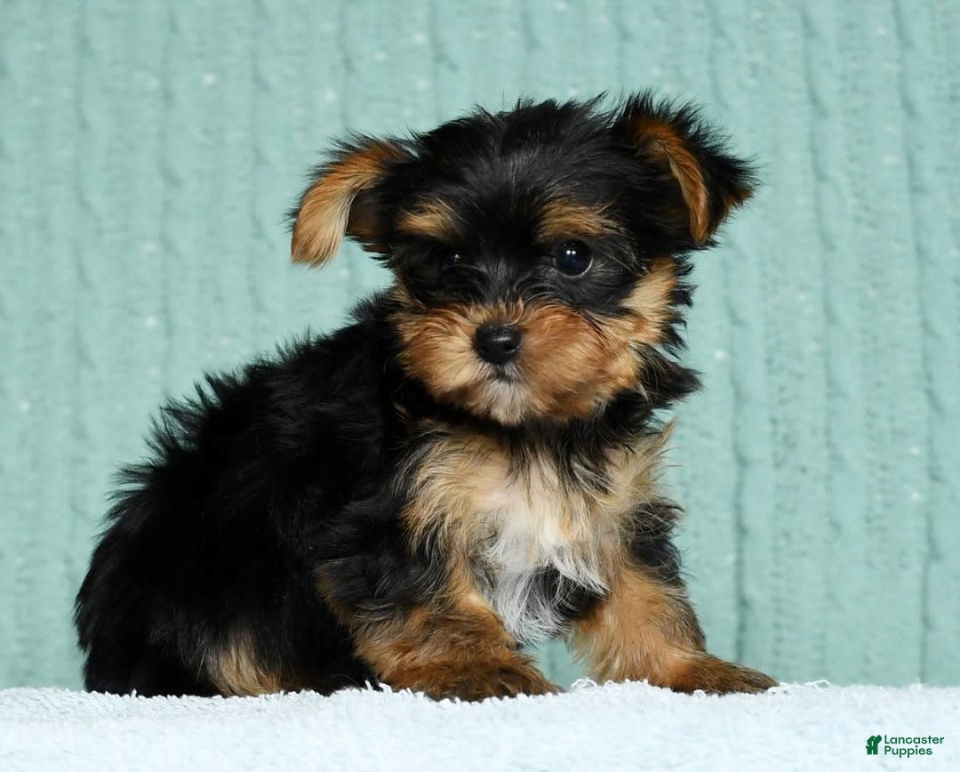 Dog Breeds Maltese Dog Mixed With Yorkie Yorkshire Terrier Maltese