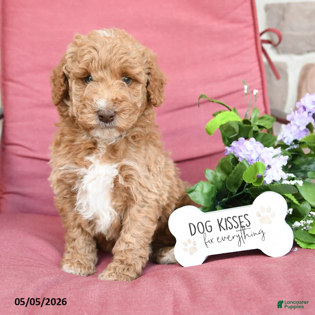 Miniature Poodle dogs for sale: Logan - Ad 1