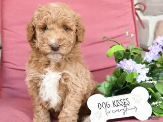Miniature Poodle dogs for sale: Logan - Ad 2