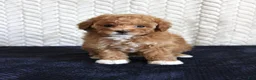 Toy Poodle dogs for sale: Summer - Ad 2