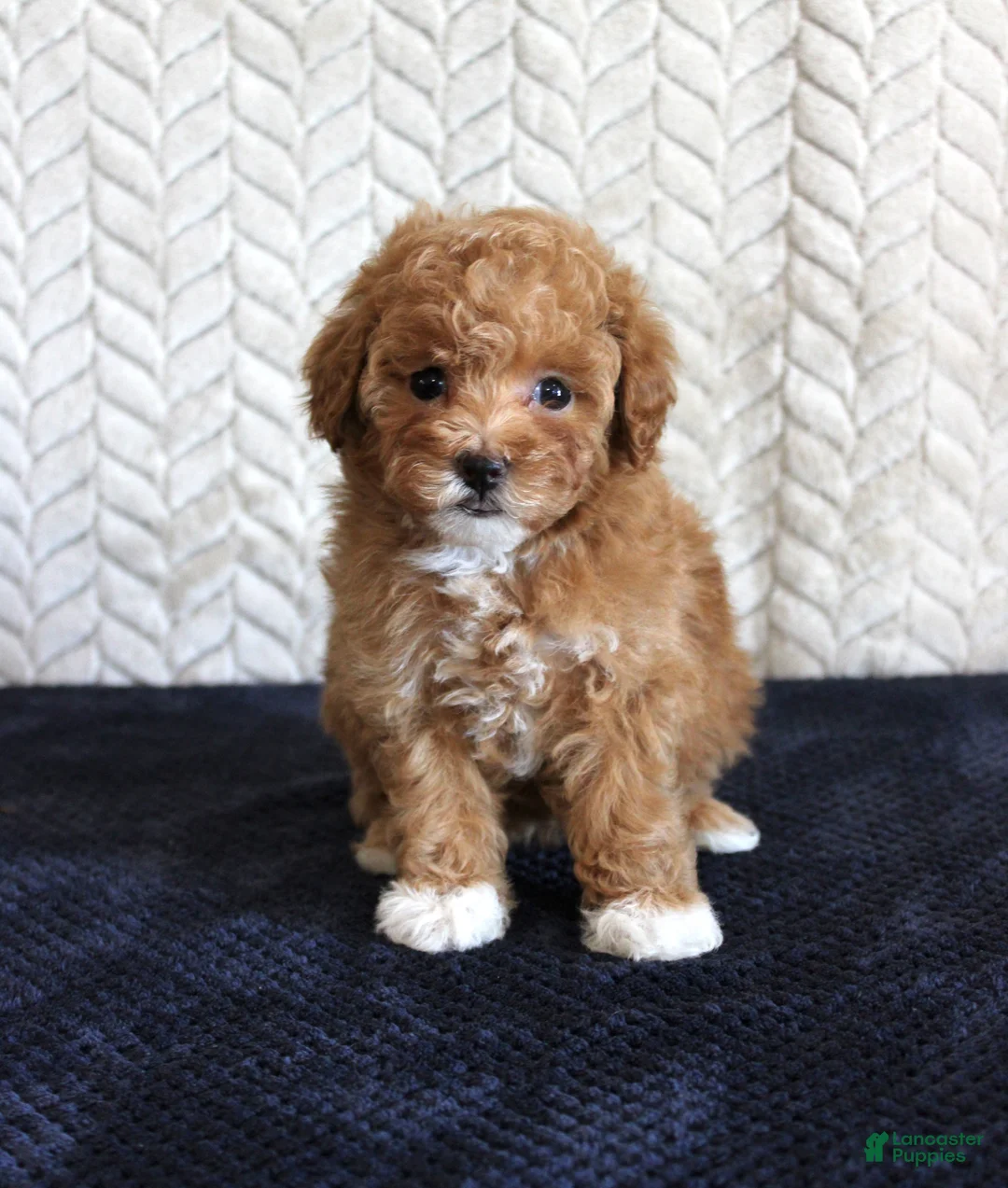 Toy Poodle dogs for sale: Summer - Ad 2