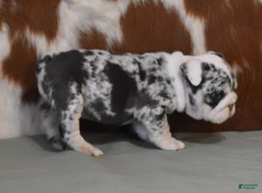 English Bulldog dogs for sale: TRISH - Ad 2