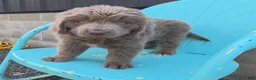 Newfoundland dogs for sale: Betty - Ad 2