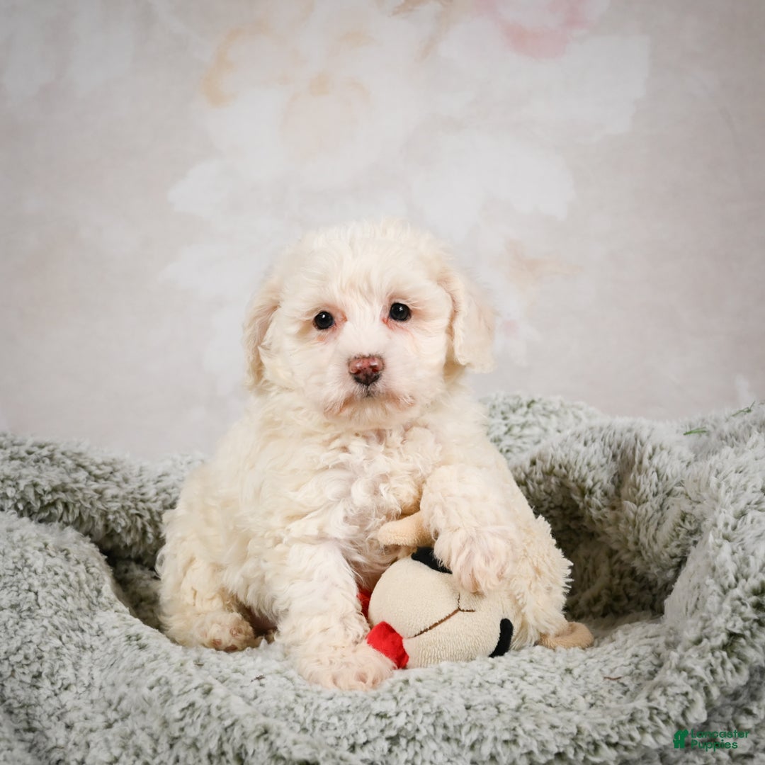 Bichpoo dogs for sale: Bobby - Ad 2