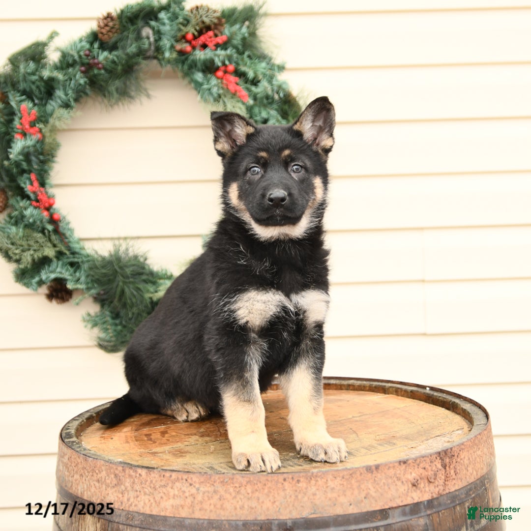 German Shepherd dogs for sale: Bluebell - Ad 1
