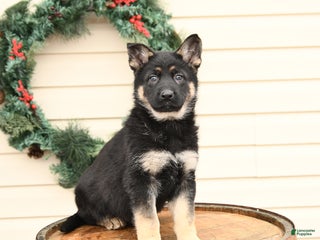 German Shepherd dogs Bluebell - Ad 2