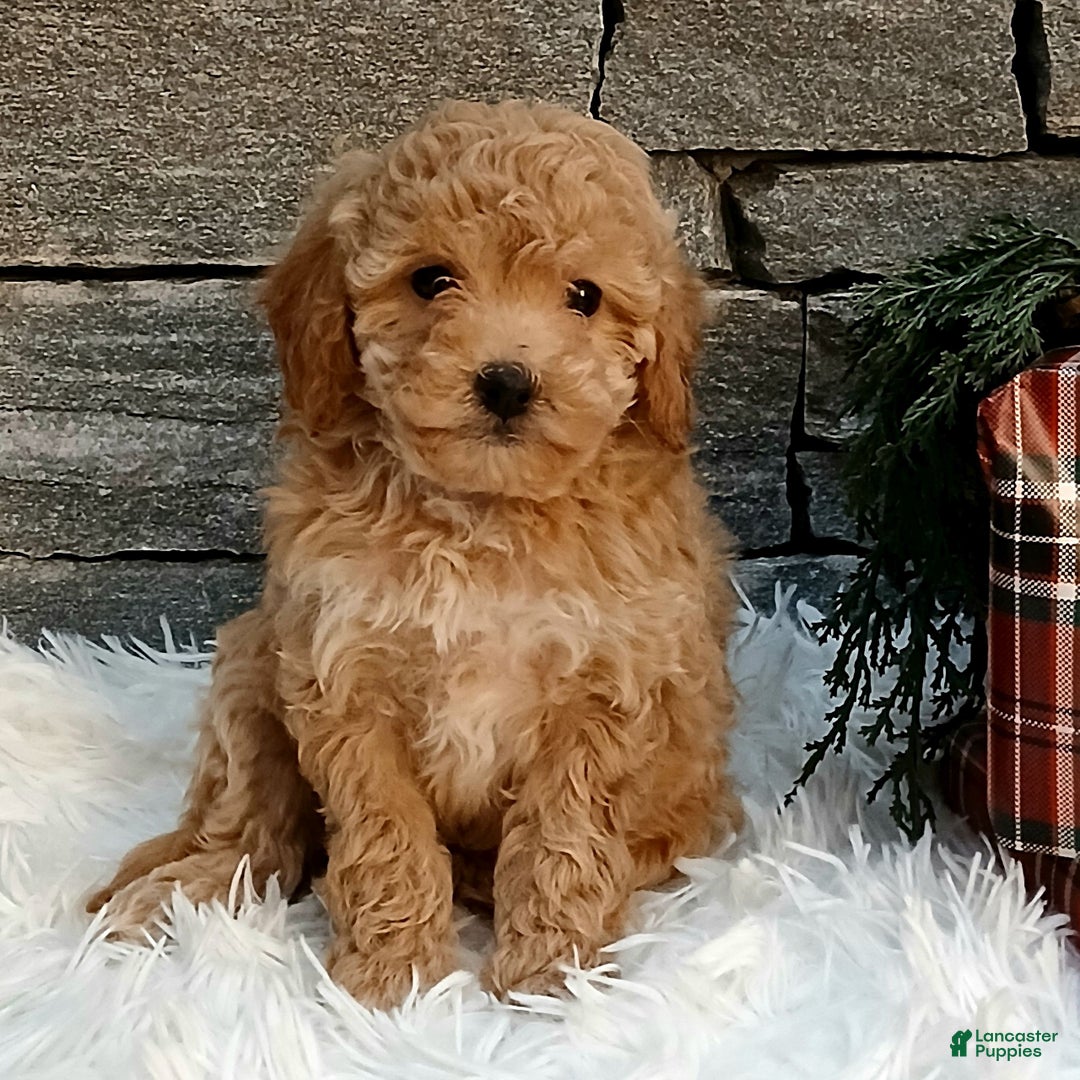 Miniature Poodle dogs for sale: Aubrey  - Ad 1