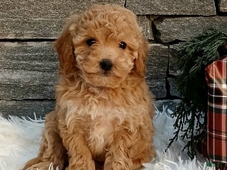 Miniature Poodle dogs Aubrey - Ad 38