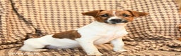 Jack Russell Terrier dogs for sale: Sarah - Ad 5