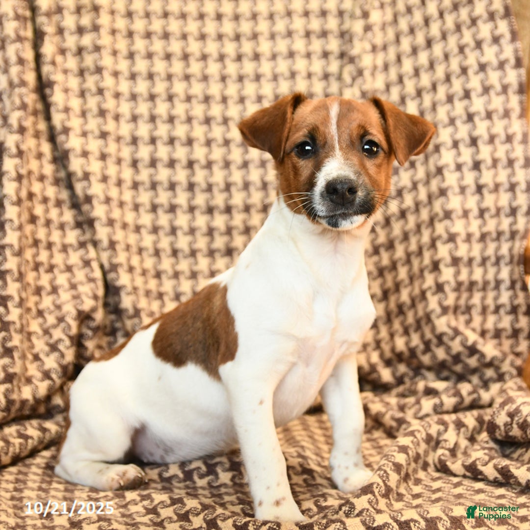 Jack Russell Terrier dogs for sale: Sarah - Ad 5