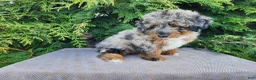 Mini Bernedoodle dogs for sale: Lettie - Ad 5