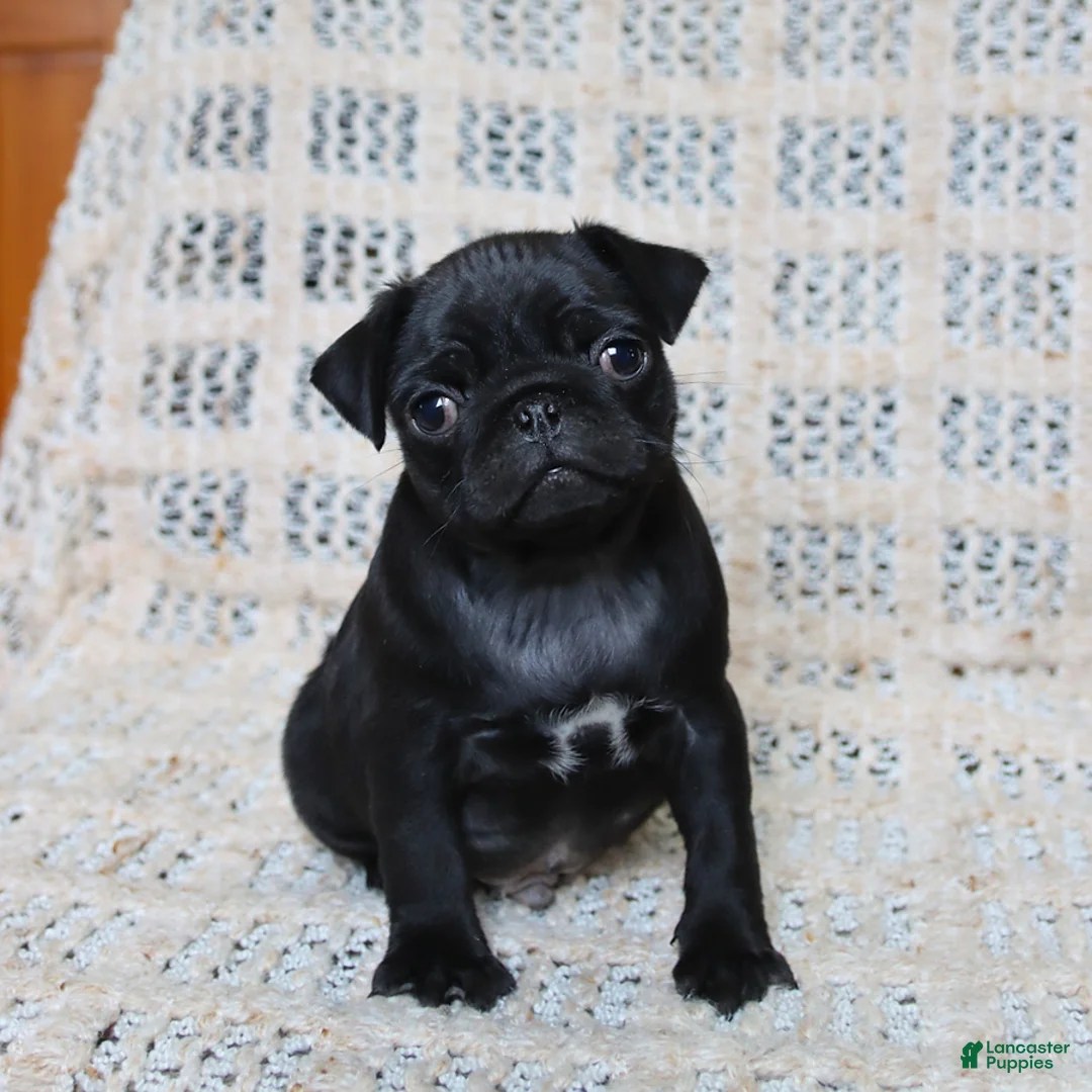 Pug dogs for sale: Brandon - Ad 5