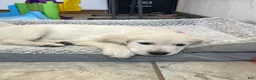 Golden Retriever dogs for sale: Cookies N Cream  - Ad 5