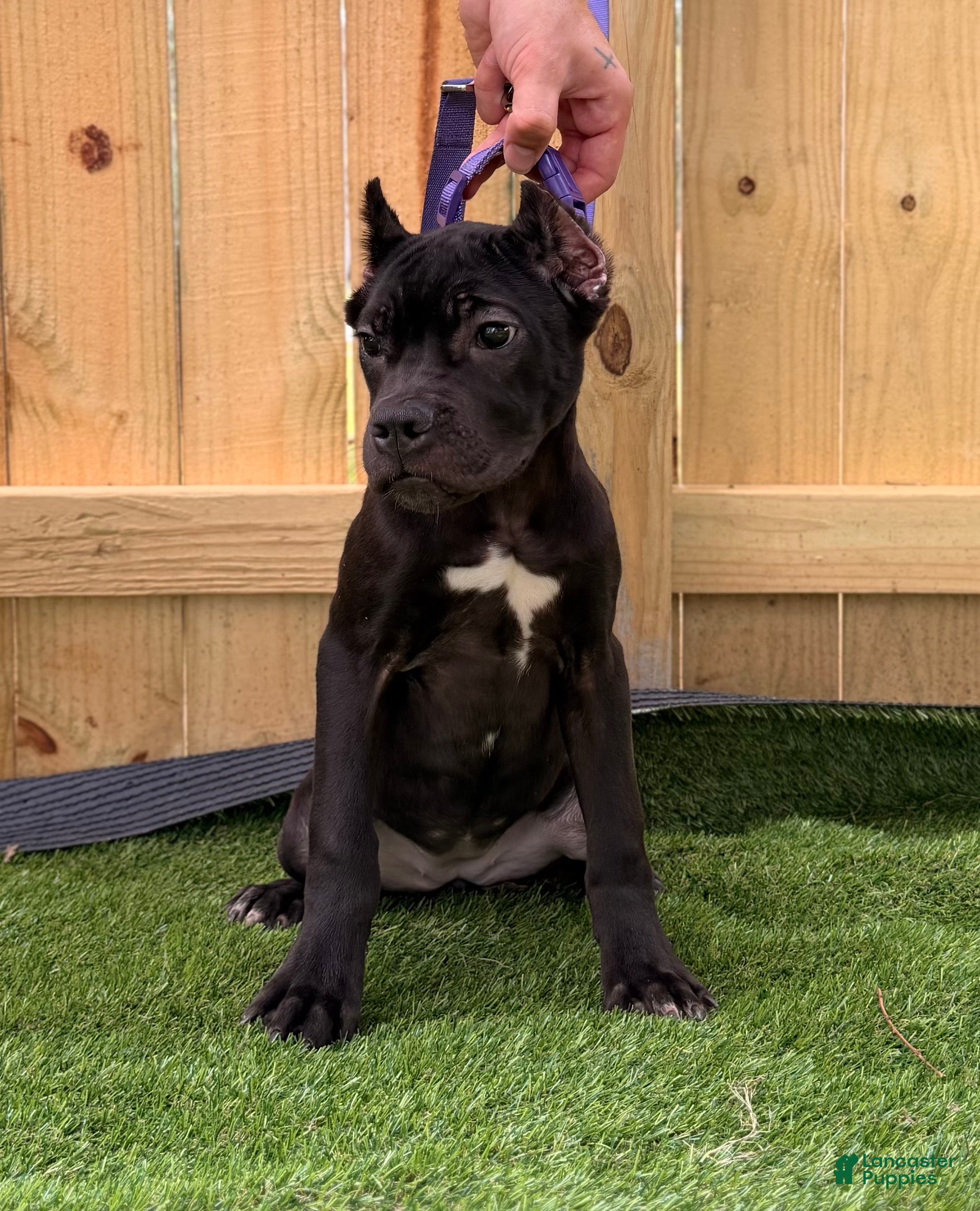 Cane Corso dogs GEORGIA - Ad 2