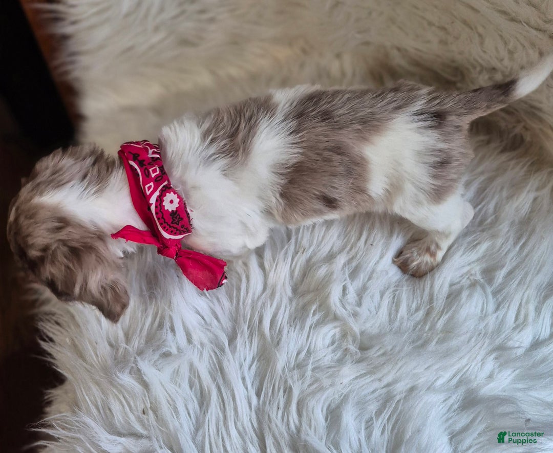 Miniature Dachshund dogs for sale: Benson - Ad 4