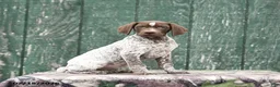 German Shorthaired Pointer dogs for sale: Halo - Ad 3