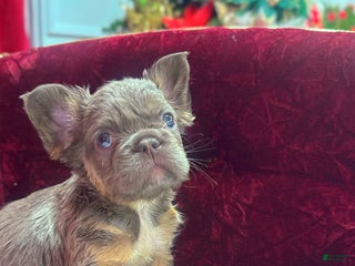 French Bulldog dogs Albert - Ad 16